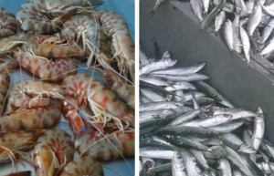 Σε πολύ καλό στάδιο η διαδικασία αναγνώρισης της σαρδέλας και της γαρίδας Αμβρακικού
