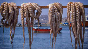 Ακτιβιστές μας καλούν να σταματήσουμε στην Ελλάδα να τρώμε τα χταπόδια