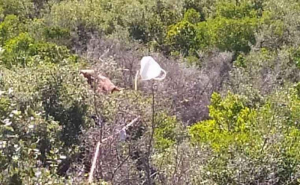 Νεκρό το ζευγάρι στη Λευκάδα, εντοπίστηκε σε χαράδρα το ΙΧ τους