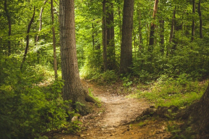 Απαγόρευση κυκλοφορίας σε περιοχές NATURA όταν η κατηγορία κινδύνου πυρκαγιάς είναι 4 ή 5