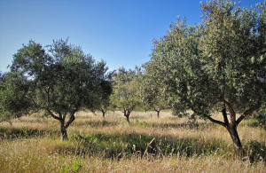 Δήμος Πρέβεζας και Ι.Ν. Αγίας Τριάδας στα δικαστήρια για τρεις ελαιώνες!