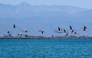 Επεκτείνεται η ζώνη θήρας στον Αμβρακικό