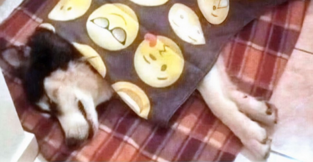 «Δεν είμαι εγώ ο βασανιστής του Όλιβερ» λέει ο ιδιοκτήτης της ταβέρνας στην Αράχωβα