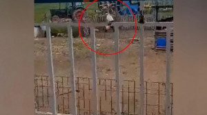 Συνελήφθη ο άντρας που χτυπούσε με μανία σκύλο στον Λαγκαδά – Σκληρό βίντεο