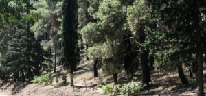 Βοσκός πήγε να κόψει ξύλα και τον βρήκαν νεκρό