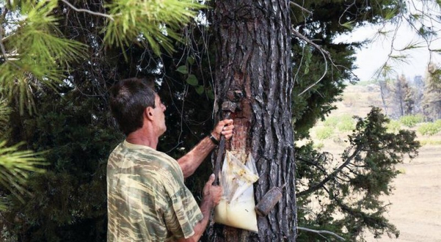 Αύριο ξεκινούν οι αιτήσεις για τον E΄ κύκλο του ειδικού προγράμματος απασχόλησης ρητινεργατών