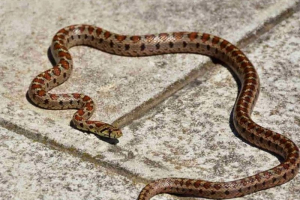 Λάρισα: Φοιτήτρια βρήκε οχιά στο διαμέρισμά της