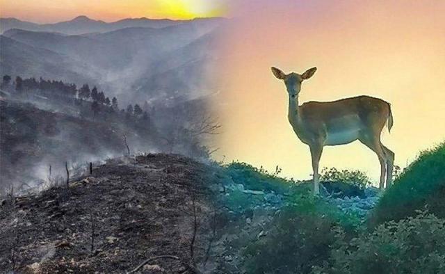 Φωτιά στην Ρόδο: Ελάφια και λαγοί περιπλανιούνται πάνω στις στάχτες του νησιού