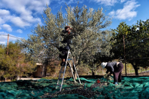 Βασίλης Σώζος: Η Δημοτική Αρχή αδιαφόρησε για τους ελαιοπαραγωγούς του Δρυμού