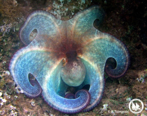 Μέδουσες, χταπόδια, καρχαρίες και η άγνοια που εκπέμπει η θαλασσινή μας χώρα