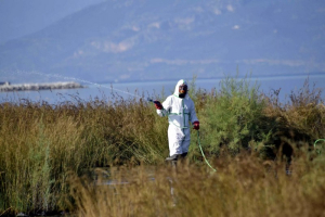 Ιός του Δυτικού Νείλου: 10 θάνατοι σε ασθενείς – Κρούσματα και στη Λευκάδα