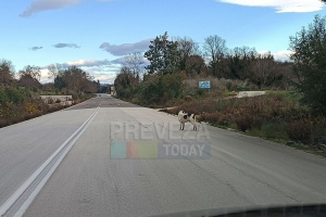 Αγέλη αδέσποτων σκύλων στην Ε.Ο. Πρέβεζας-Γέφυρας Καλογήρου – Κίνδυνος για τους οδηγούς και τα ίδια τα ζώα