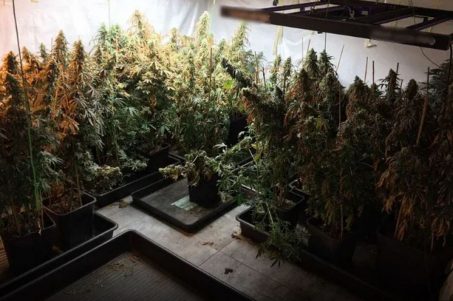 Αττική: Είχαν μετατρέψει βίλες σε «εργοστάσια» παραγωγής κάνναβης - Πάνω από 700.000 ευρώ τα κέρδη τους