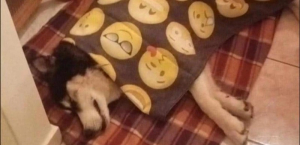 Παρέμβαση εισαγγελέα για την κτηνωδία στην Αράχωβα με τον βιασμό σκύλου μέχρι θανάτου