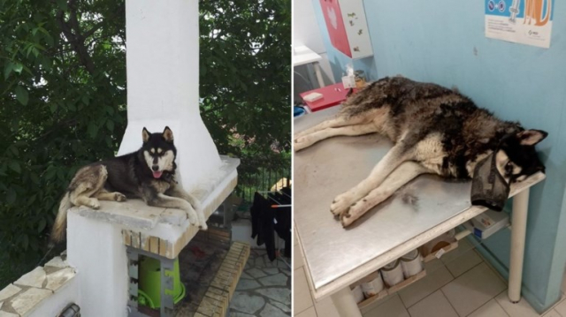 Αράχωβα: Τι δείχνει βίντεο που εξετάζουν οι Αρχές για την υπόθεση με το νεκρό χάσκι