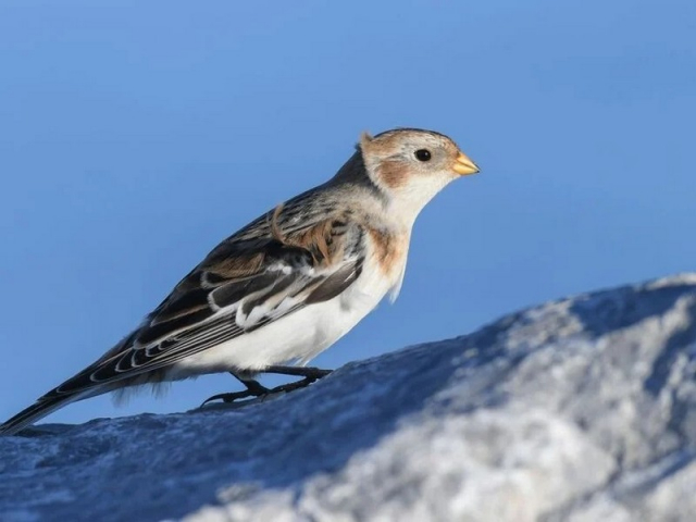 Ένα ασυνήθιστο πουλί από την Αρκτική εντοπίστηκε στη Μακεδονία