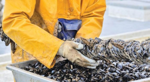 Πρέβεζα: Προσωρινή απαγόρευση αλιείας οστρακοειδών λόγω βιοτοξινών