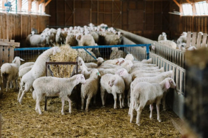 Κατασχέθηκαν 45 αρνιά στην Πρέβεζα – Δύο συλλήψεις