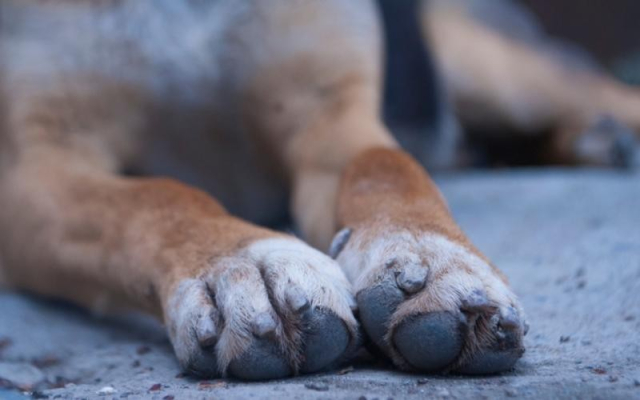 Συνελήφθη άνδρας στη Βόνιτσα για κακομεταχείριση σκύλου