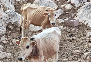 Θεσπρωτία: Εικόνες γροθιά στο στομάχι με σκελετωμένες αγελάδες