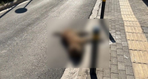 Αυτοδιοικητικός έκανε αναστροφή, πήρε παραμάζωμα σκύλο και έφυγε