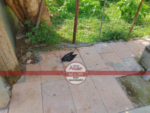Ένα πουλί «τίναξε» το δίκτυο της ΔΕH