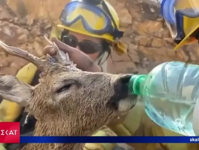Ρεσιτάλ εγκυρότητας στον ΣΚΑΙ – Έδειξαν βίντεο με… ελάφι από την Ισπανία για τις φωτιές στη Ρόδο