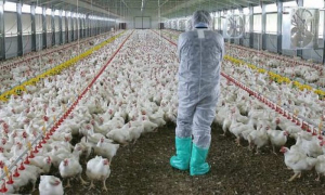 Απειλείται με λουκέτο πάνω από το 50% των πτηνοτροφικών επιχειρήσεων