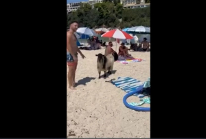 Άφωνοι οι λουόμενοι στην Πάργα: Τράγοι και κατσίκες έκαναν «ντου» σε παραλία
