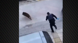 Απίστευτο σκηνικό στη Θεσσαλονίκη με αστυνομικούς να κυνηγάνε αγριογούρουνο στον Εύοσμο (βίντεο)