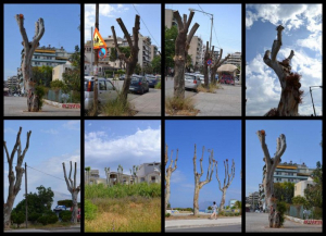 Να σταματήσει η καταστροφή των αστικών δέντρων!