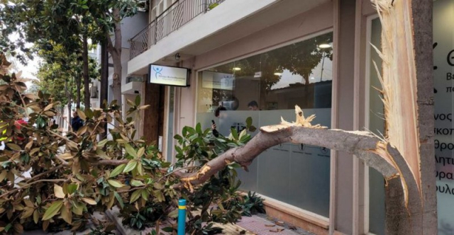 Λάρισα: Φορτηγό «γκρέμισε» δένδρο για να περάσει στον δρόμο!