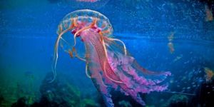 Οι μωβ μέδουσες μετά το Αιγαίο «πολιορκούν» Ιόνιο και Αμβρακικό