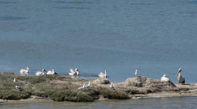 Λευκάδα: Η πρώτη αποικία αργυροπελεκάνων σε ελληνικό νησί