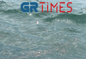 Αποκρουστικό θέαμα στον Θερμαϊκό: Νεκρά ποντίκια ξεβράστηκαν στη θάλασσα