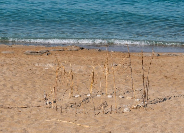 Στην Πρέβεζα οι χελώνες caretta caretta συνεχίζουν τον κύκλο της ζωής...