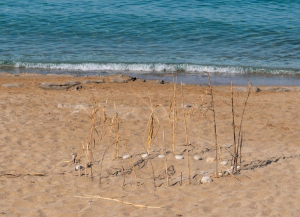 Στην Πρέβεζα οι χελώνες caretta caretta συνεχίζουν τον κύκλο της ζωής...