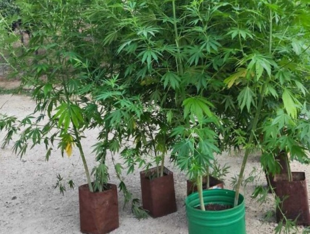 Πρέβεζα: Εντοπίστηκε χασισοφυτεία με 71 δενδρύλλια κάνναβης