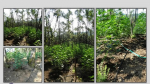 Λάρισα: Έπιασαν τον καλλιεργητή της τεράστιας χασισοφυτείας