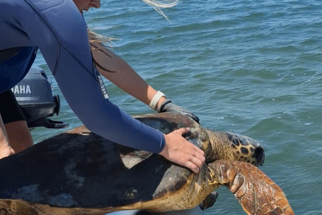 Αμβρακικός: Ένας παράδεισος για θαλάσσιες χελώνες