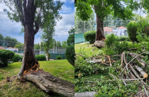 Άρτα: Δέντρο κόπηκε στα δύο έξω από τα γήπεδα τένις εν ώρα αγώνων!