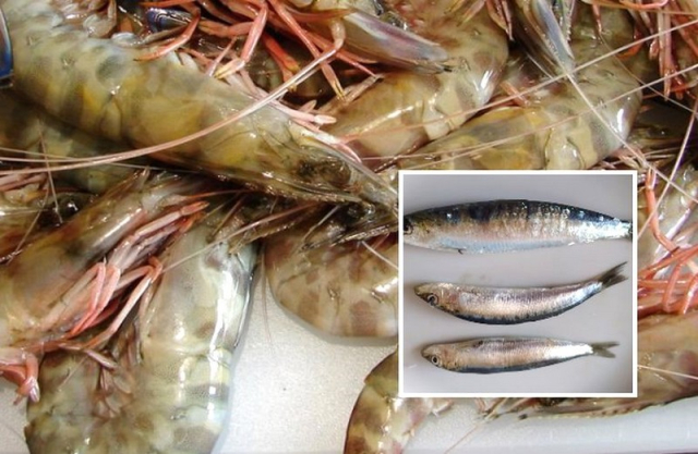 Δεκάμηνη παράταση στην προθεσμία αναγνώρισης ως ΠΟΠ και ΠΓΕ της Γαρίδας και Σαρδέλας Αμβρακικού