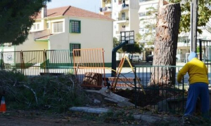 Πρέβεζα: Κόβονται τα επικίνδυνα δέντρα στις σχολικές αυλές