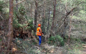 Δασαρχείο Κεφαλονιάς: Βιομάζα δασικών προϊόντων διατίθεται για ατομικές ανάγκες των κατοίκων