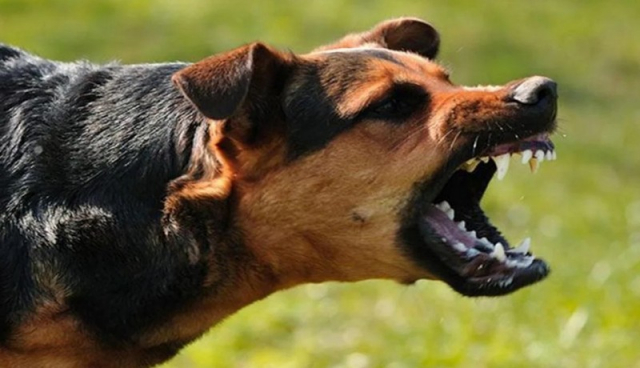 Λαμία: Στο νοσοκομείο αστυνομικός που τον δάγκωσε αδέσποτος σκύλος