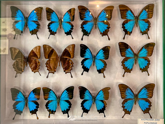 Εντομολογικό Μουσείο Βόλου: Το μοναδικό στην Ελλάδα – Από τα μεγαλύτερα στην Ευρώπη