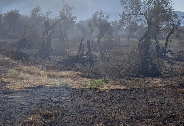 Φωκίδα: Κανένας εφησυχασμός, συνεχίζονται οι πυροσβεστικές επιχειρήσεις