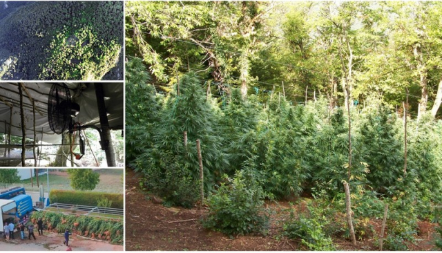 Narcos Olympos: Στο βουνό των Θεών το μεγαλύτερο καρτέλ κάνναβης στην Ευρώπη