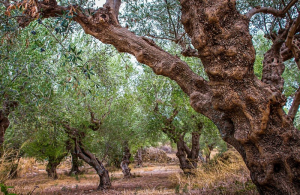 Ημερίδα ενημέρωσης για την ασθένεια της ελιάς από το Ινστιτούτο Ανάπτυξης Δυτ. Ελλάδας
