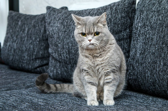 Θεσσαλονίκη: 15χρονη μαθήτρια ζούσε σε σπίτι με 40 γάτες!